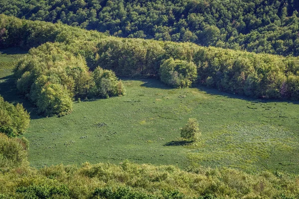 Foreste Del Parco Nazionale Bieszczady Nel Voivodato Subcarpatico Della Polonia — Foto Stock