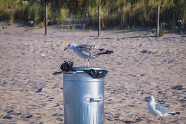 Seagull Searching Food Dust Bin Beach Swinoujscie Town Baltic Sea — Stock Photo, Image