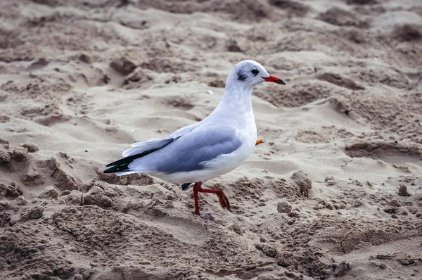 Gaviota Playa Swinoujscie Ciudad Sobre Mar Báltico Polonia — Foto de Stock