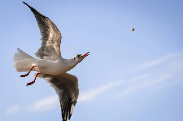 Seagull Catching Piece Bread Swinoujscie City Baltic Sea Coast Poland — Stock Photo, Image
