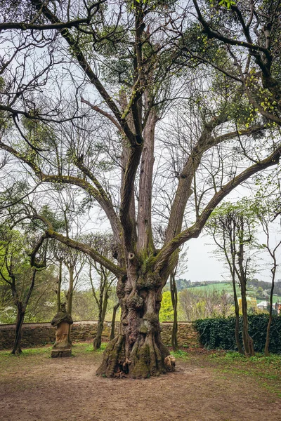 Large old tree in castle park in Vizovice, small town in historical Moravian region of Czech Republic