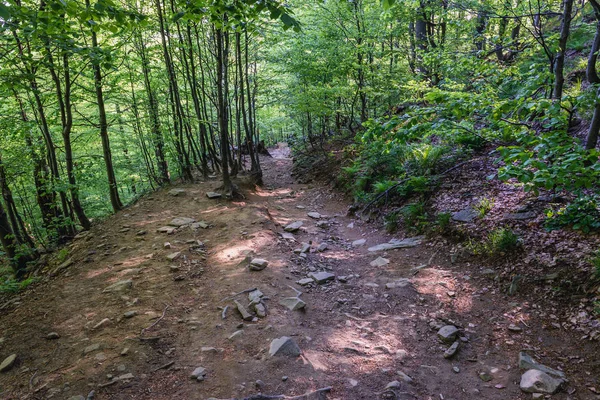 Jalan Hiking Gunung Tarnica Dekat Desa Wolsate Taman Nasional Bieszczady — Stok Foto