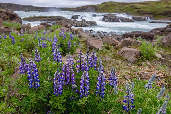 Lupinus Nootkatensis Virágok Háttérben Izlandi Urridafoss Vízesés — Stock Fotó