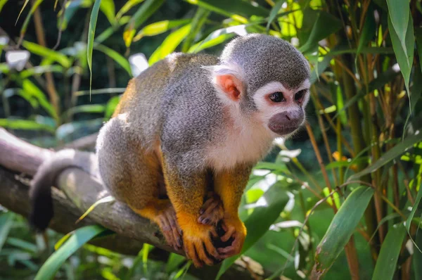 Hodenhagen Allemagne Août 2009 Singe Écureuil Commun Dans Parc Serengeti — Photo