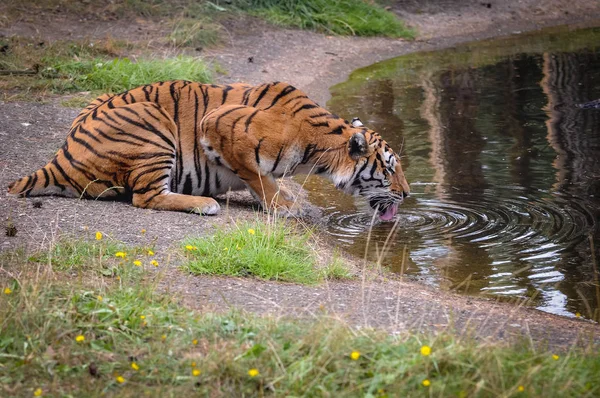 Hodenhagen Allemagne Août 2009 Tigre Bengale Boit Eau Dans Parc — Photo
