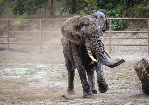 Hodenhagen Německo Srpna 2009 Slon Africký Parku Serengeti Park Zoo — Stock fotografie