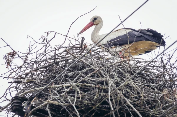 Beyaz Leylek Ciconia Ciconia Bir Köyde Mazowsze Bölge Polonya — Stok fotoğraf