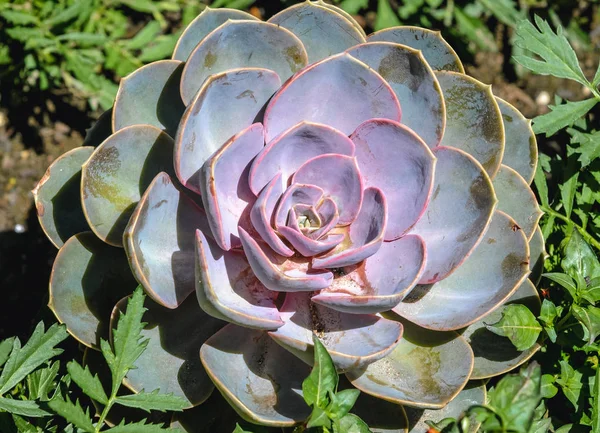 Echeveria Örökzöld Zamatos Számos Úgynevezett Perle Von Nürnberg — Stock Fotó