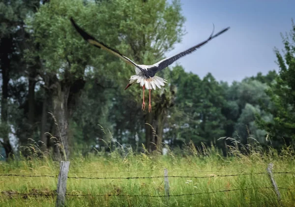 White Stork Flight Meadow Mazowsze Region Poland — Stock Photo, Image