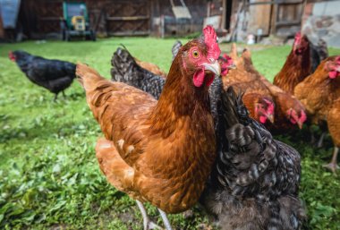 free range chicken farm in a village in Poland clipart