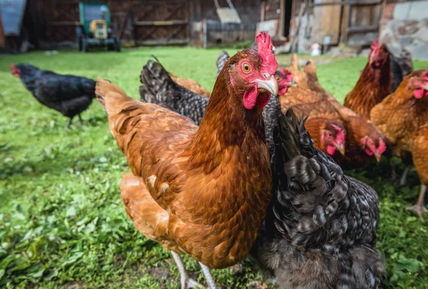 Vrije Uitloop Kippenboerderij Een Dorp Polen — Stockfoto