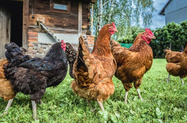 Vrije Uitloop Kippenboerderij Een Dorp Polen — Stockfoto