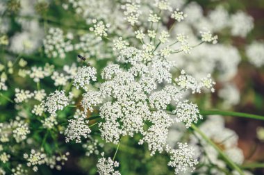 Pimpinella major herbaceous perennial plant commonly called Greater burnet saxifrage clipart