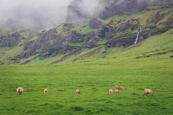 Sheeps Inzake Begrazing Door Een Land Het Zuiden Van Ijsland — Stockfoto