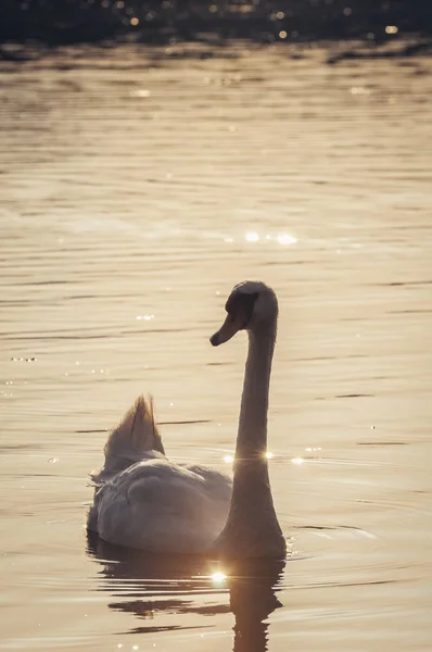 Cisne Mudo Lago Lanskie Ubicado Distrito Los Lagos Olsztyn Warmian — Foto de Stock