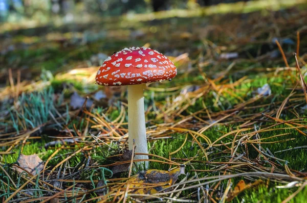 Amanita Muscimol Mushroom Amanita Muscaria Bos Mazowia Regio Van Polen — Stockfoto