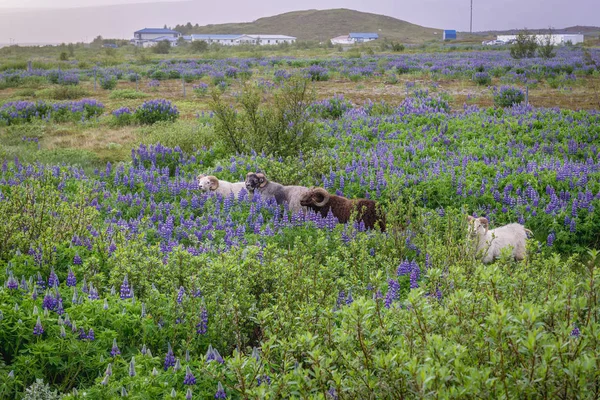 冰岛所谓的环路 冰岛国家第一路 旁边的卢平花中的羊 — 图库照片
