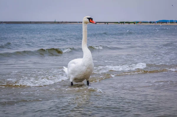 Labuť Pláži Swinoujscie Město Baltského Moře Polsku — Stock fotografie