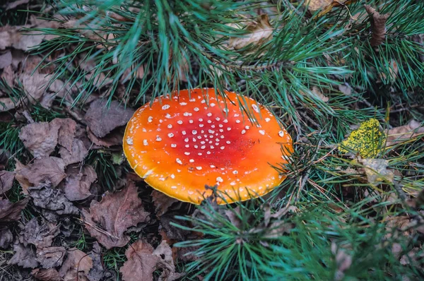 Flyga Amanita Muscimol Svamp Amanita Muscaria Skogen Mazowia Regionen Polen — Stockfoto