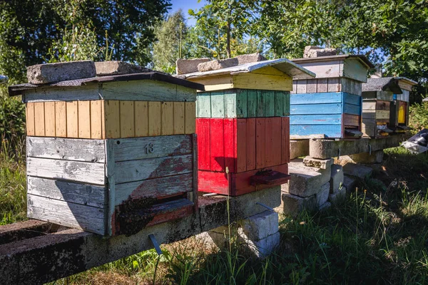 Jardin d'abeilles en Pologne — Photo