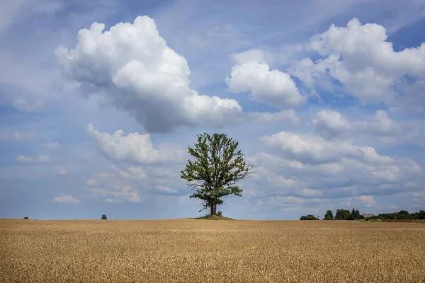 Жито поля в Польщі — стокове фото