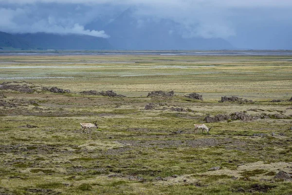 在冰岛的驯鹿 — 图库照片