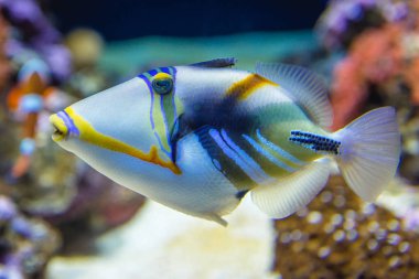 Triggerfish in aquarium clipart