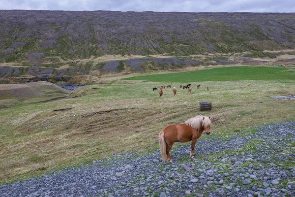 Ісландські коні в Ісландії — стокове фото