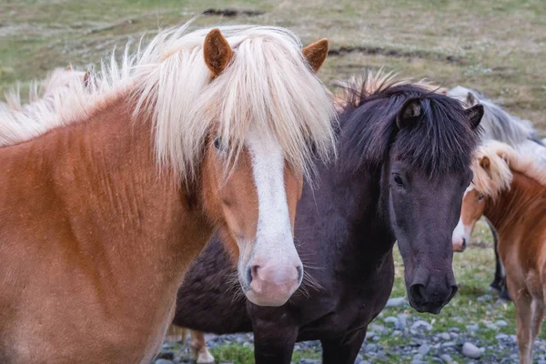 Islandští koně na Islandu — Stock fotografie