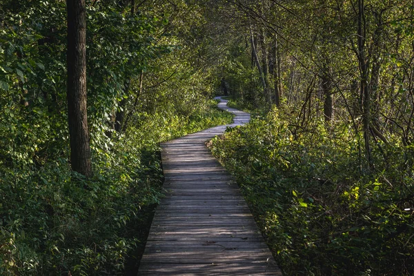 Kampinos Національний парк — стокове фото