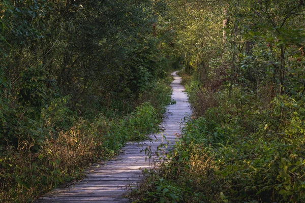 Kampinos Milli Parkı — Stok fotoğraf