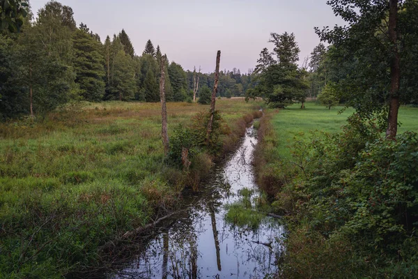 Río en el bosque de Bialowieza — Foto de Stock