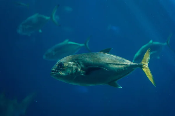 Oceanarium w Lizbonie — Zdjęcie stockowe