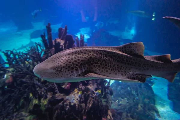 Зебра-акула в аквариуме — стоковое фото