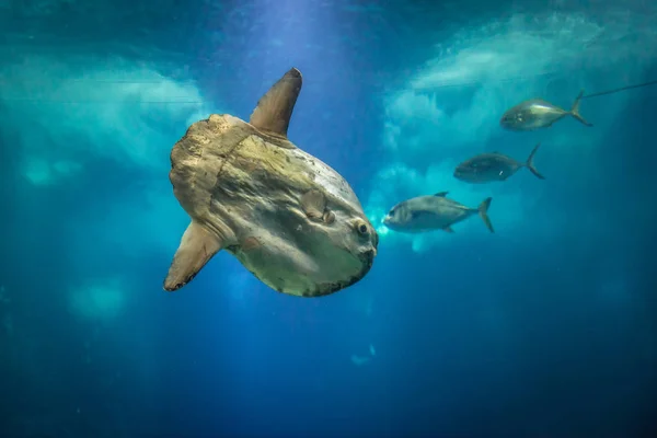 Oceano sunfish in acqua — Foto Stock