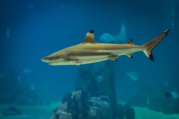 Чернопёрая рифовая акула в океанариуме — стоковое фото