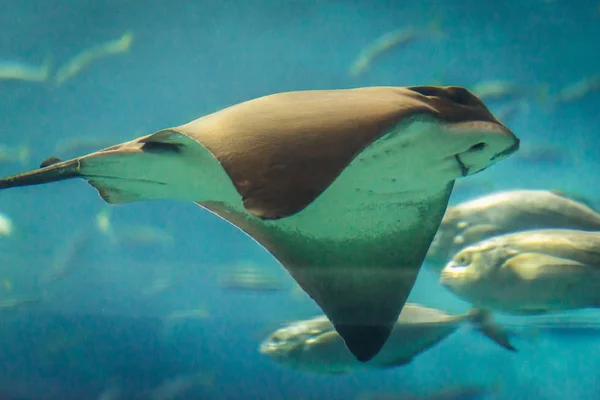 Oceanarium i Lissabon — Stockfoto