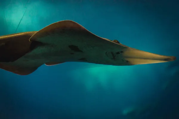 Oceanario a Lisbona — Foto Stock