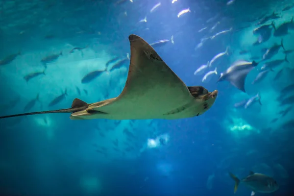 Oceanario en Lisboa — Foto de Stock