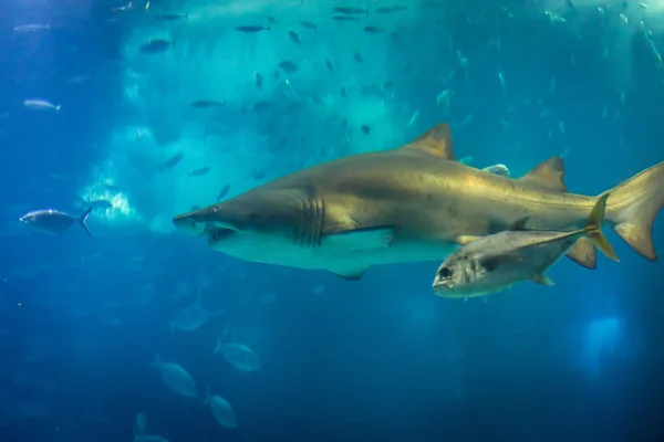 Tiburón tigre de arena — Foto de Stock