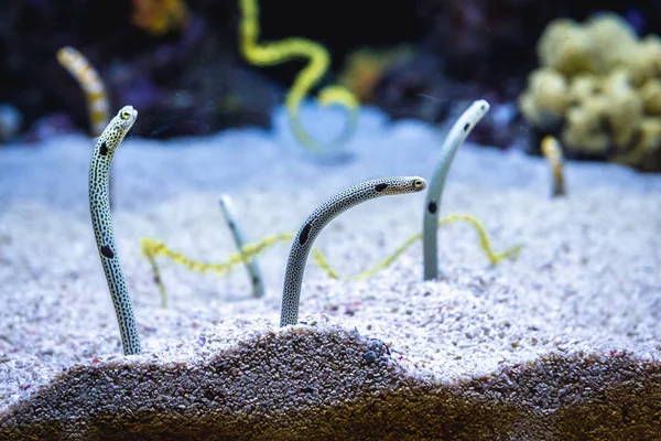Anguilas de jardín en acuario — Foto de Stock