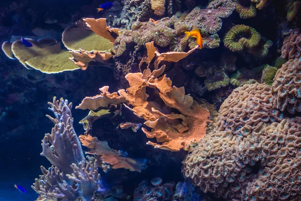 Oceanarium in Lisbon — Stock Photo, Image