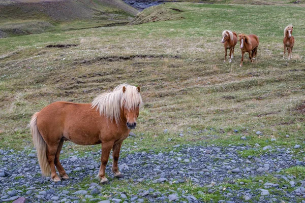 Icelandic horses in Iceland — Stock Photo, Image