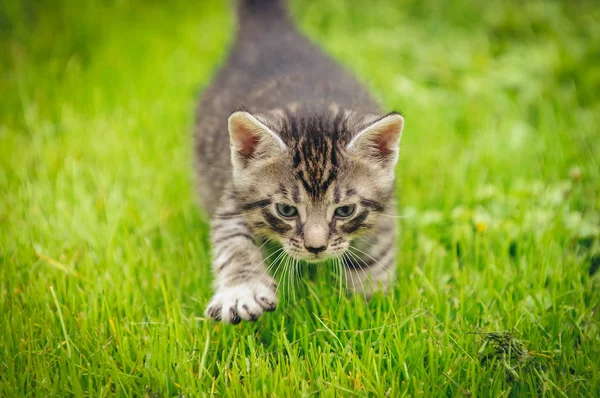 Polonya genç kedi — Stok fotoğraf