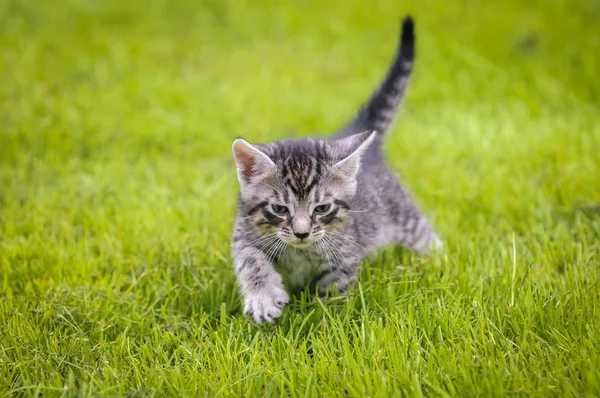 Polonya genç kedi — Stok fotoğraf