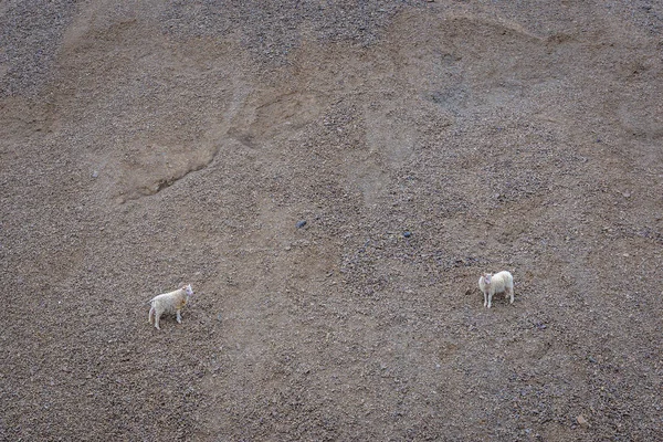 Овцы Исландии — стоковое фото