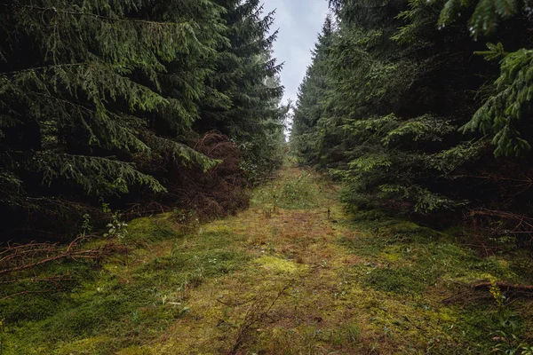 Bosque en Polonia —  Fotos de Stock