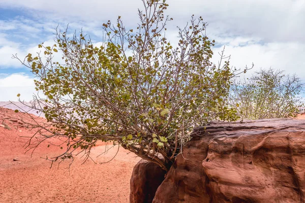 Wadi Rum Dolina — Zdjęcie stockowe