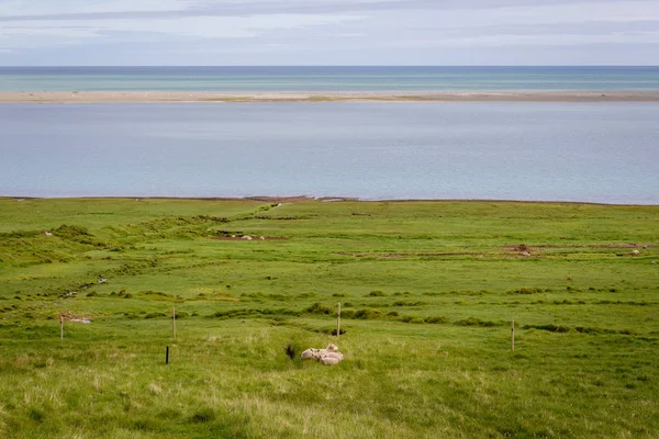 Schafe in Island — Stockfoto