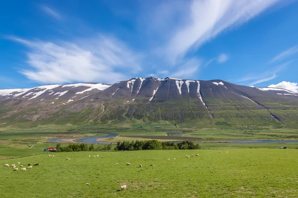 Fåren på Island — Stockfoto